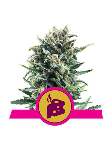 Blue Cheese X1 - Royal Queen Seeds