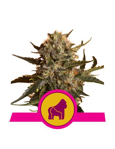 Mother Gorilla X1 - Royal Queen Seeds