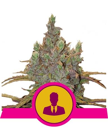 El Patrón X3 - Royal Queen Seeds