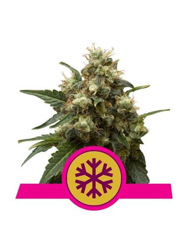 Ice X3 - Royal Queen Seeds