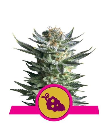 Fruit Spirit X3 - Royal Queen Seeds