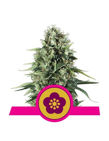 Power Flower X3 - Royal Queen Seeds