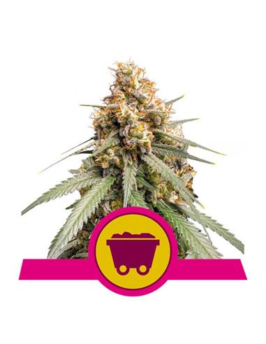 Shining Silver Haze X3 - Royal Queen Seeds