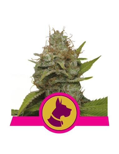 Kali Dog X3 - Royal Queen Seeds