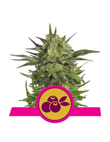 Haze Berry X3 - Royal Queen Seeds