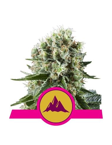 Critical Kush X3 - Royal Queen Seeds