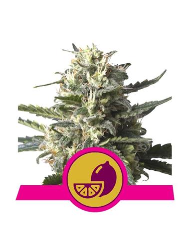 Lemon Shining Silver Haze X3 - Royal Queen Seeds