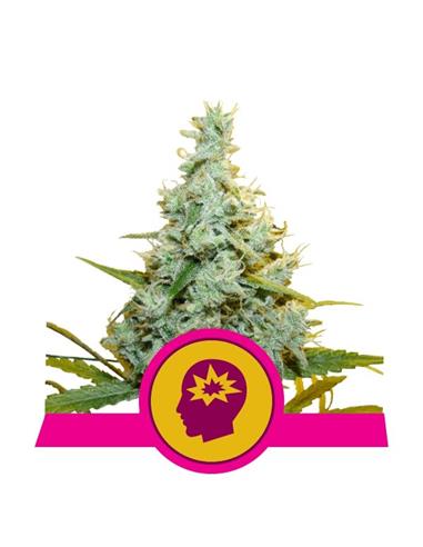 AMG X3 - Royal Queen Seeds
