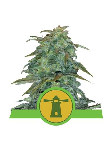 Auto Royal Haze X10 - Royal Queen Seeds