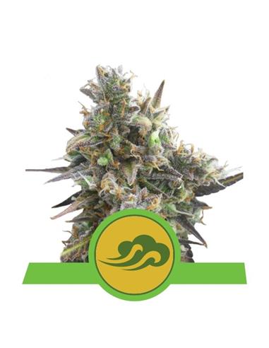 Auto Royal Bluematic X10 - Royal Queen Seeds