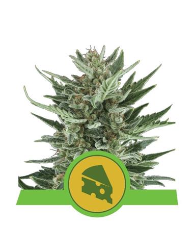 Auto Royal Cheese X10 - Royal Queen Seeds