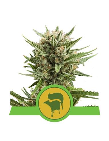 Auto Sweet Skunk X10 - Royal Queen Seeds