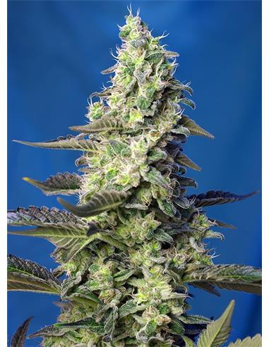 Green Poison XL Auto X100 - Sweet Seeds