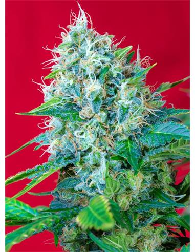 Green Poison X100 - Sweet Seeds