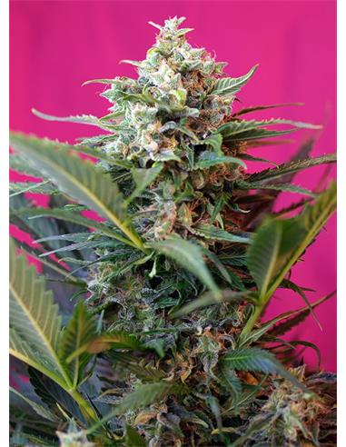 Big Devil XL Auto X100 - Sweet Seeds