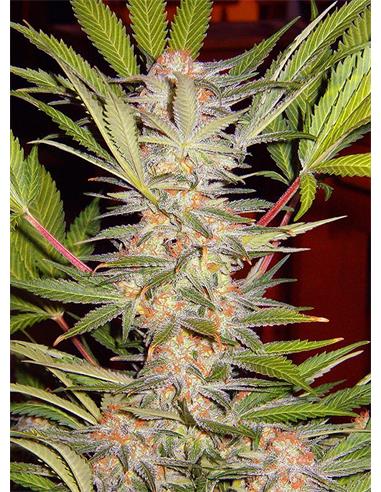 Sweet Afgani Delicious F1 Fast Version X100 - Sweet Seeds