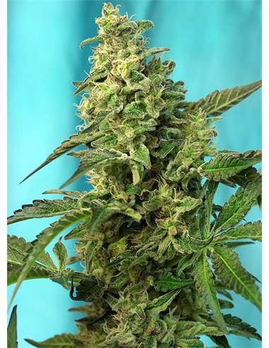 Green Poison F1 Fast Version X25 - Sweet Seeds