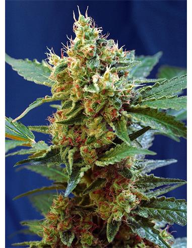 Cream Mandarin XL Auto X25 - Sweet Seeds
