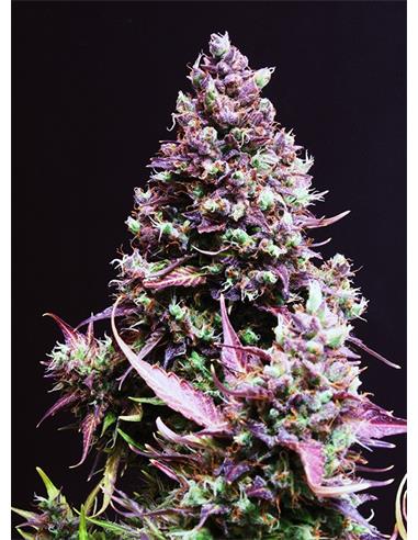Cream Caramel Auto X25 - Sweet Seeds