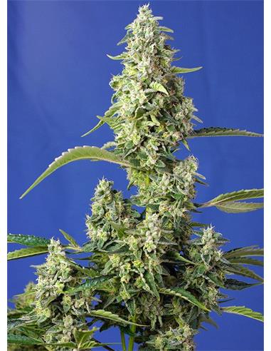 Gorilla Girl XL Auto X25 - Sweet Seeds