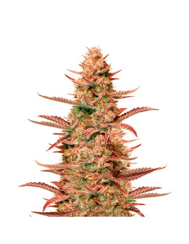 Auto Banana Blaze X3 - Dutch Passion