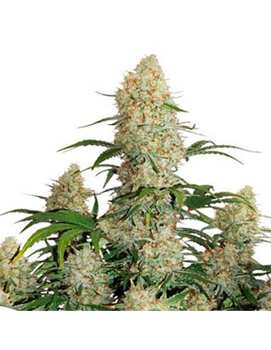 Auto Critical Orange Punch X3 - Dutch Passion