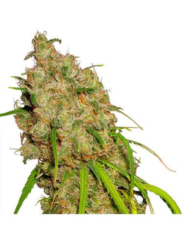 Auto Desfran X3 - Dutch Passion