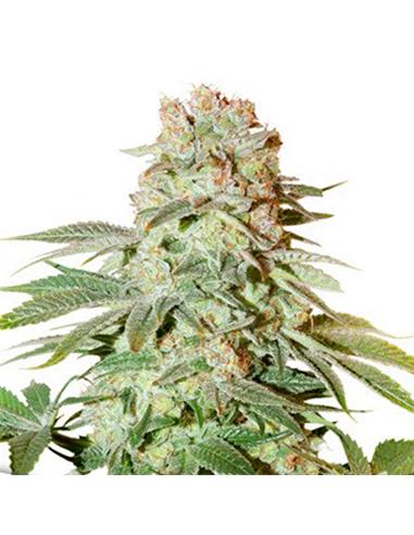 Auto Power Plant X3 - Dutch Passion