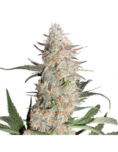 Critical Orange Punch X3 - Dutch Passion