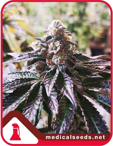 Cookies Purple Punch X3 - Medical Seeds