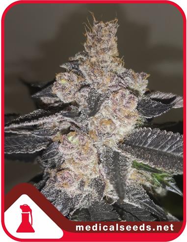 Gelato 242 X3 - Medical Seeds