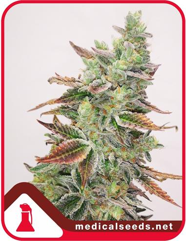 Banana Purp X3 - Medical Seeds