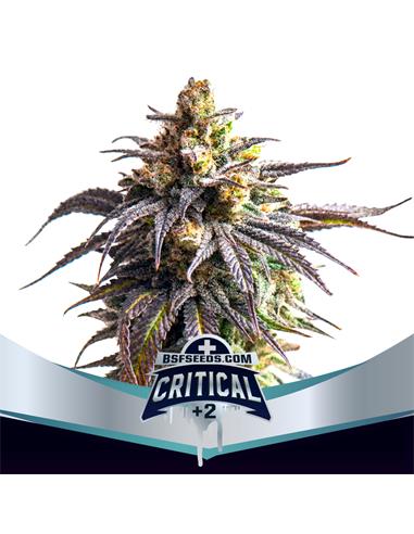 Critical +2 XXL Auto X12 - Bsf Seeds