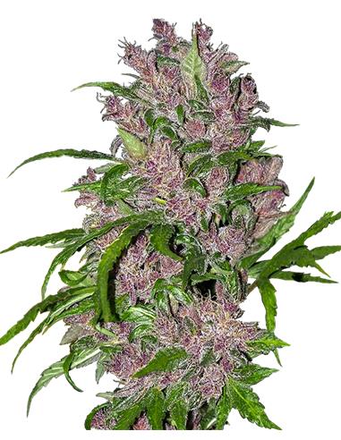 Purple Bud Auto X3+1 - White Label By Sensi Seeds
