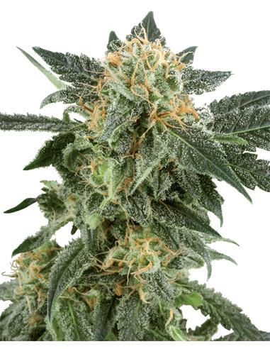 Snow Ryder Auto X3+1 - White Label By Sensi Seeds