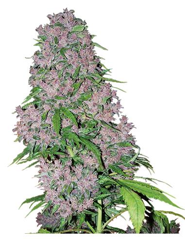 Purple Bud Fem X3+1 - White Label By Sensi Seeds