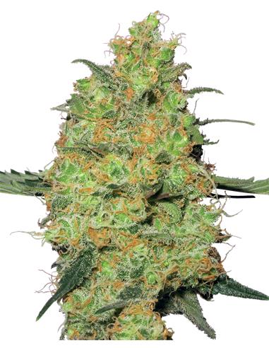 Master Kush Fem X3+1 - White Label By Sensi Seeds