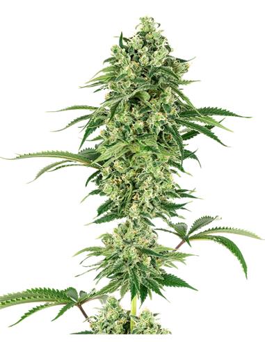 Nicole Hindu Kush Fem X3+1 - White Label By Sensi Seeds