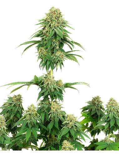 Girl Scout Cookies Fem X3+1 - White Label By Sensi Seeds