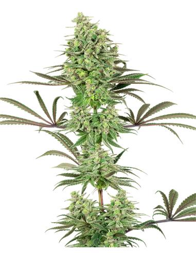 Doble Banana Kush Fem X3+1 - White Label By Sensi Seeds