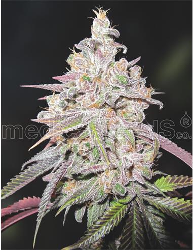 Mendocino Chanel Kush X3 - Medical Seeds