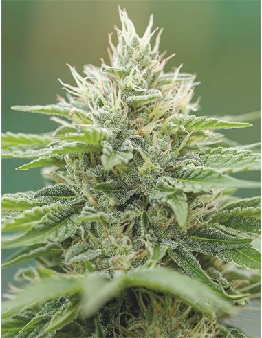 Eboshi CBG X3 - Medical Seeds