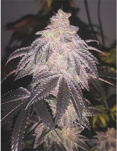 Cookies Sherbet Auto X3 - Medical Seeds