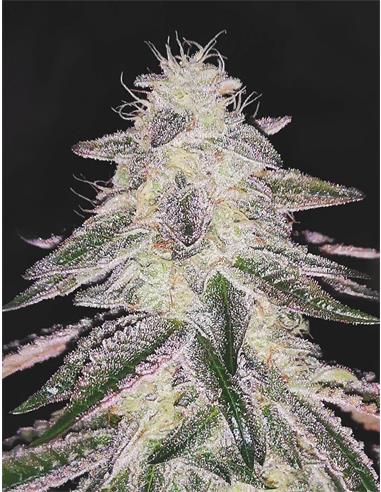 Medical Runtz X3 - Medical Seeds