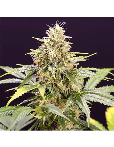 Auto Chocolate Mint OG X3 - Humboldt Seeds