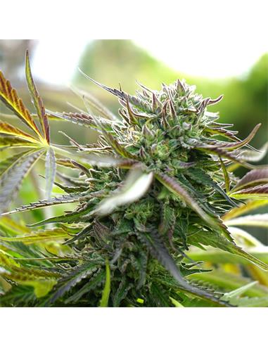 Auto Pineapple Chem X3 - Humboldt Seeds