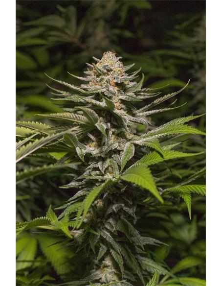 Girl Scout Cookies X2 - Spanish Passion Seeds