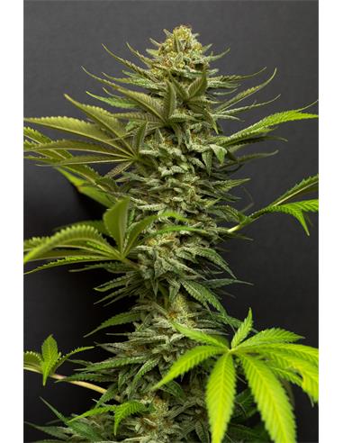 Girl Scout Cookies X2 - Spanish Passion Seeds