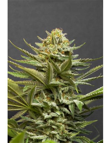 Girl Scout Cookies X2 - Spanish Passion Seeds