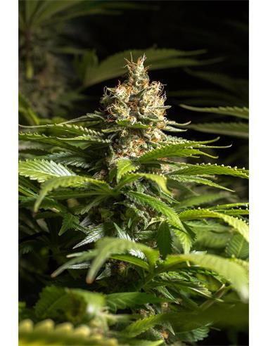 Black Sea162 X2 - Spanish Passion Seeds
